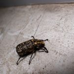 Insetto in hotel e prevenire gli insetti nella struttura ricettiva