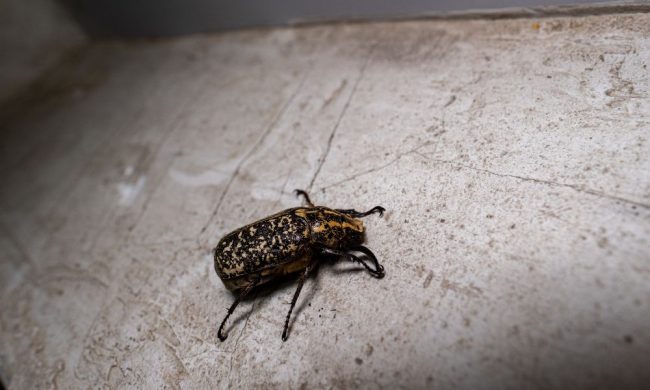 closeup-beetle-floor Insetto in hotel e prevenire gli insetti nella struttura ricettiva